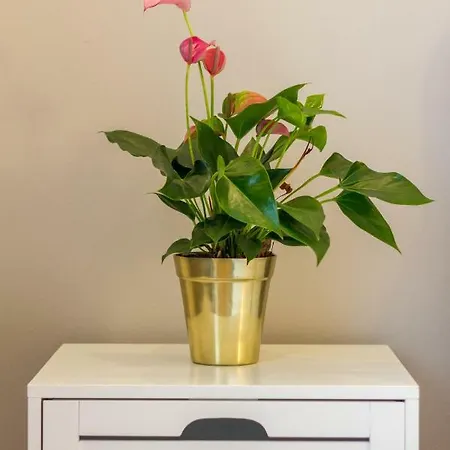 Quiet Old Town Hideout *