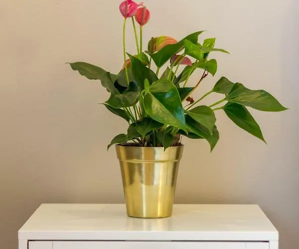 Quiet Old Town Hideout *